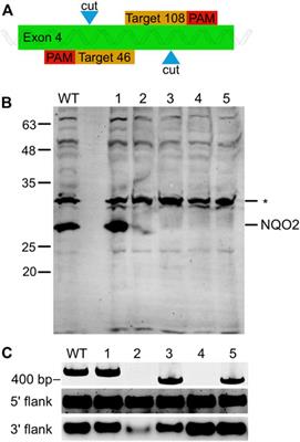The Unusual Cosubstrate Specificity of NQO2: Conservation Throughout the Amniotes and Implications for Cellular Function
